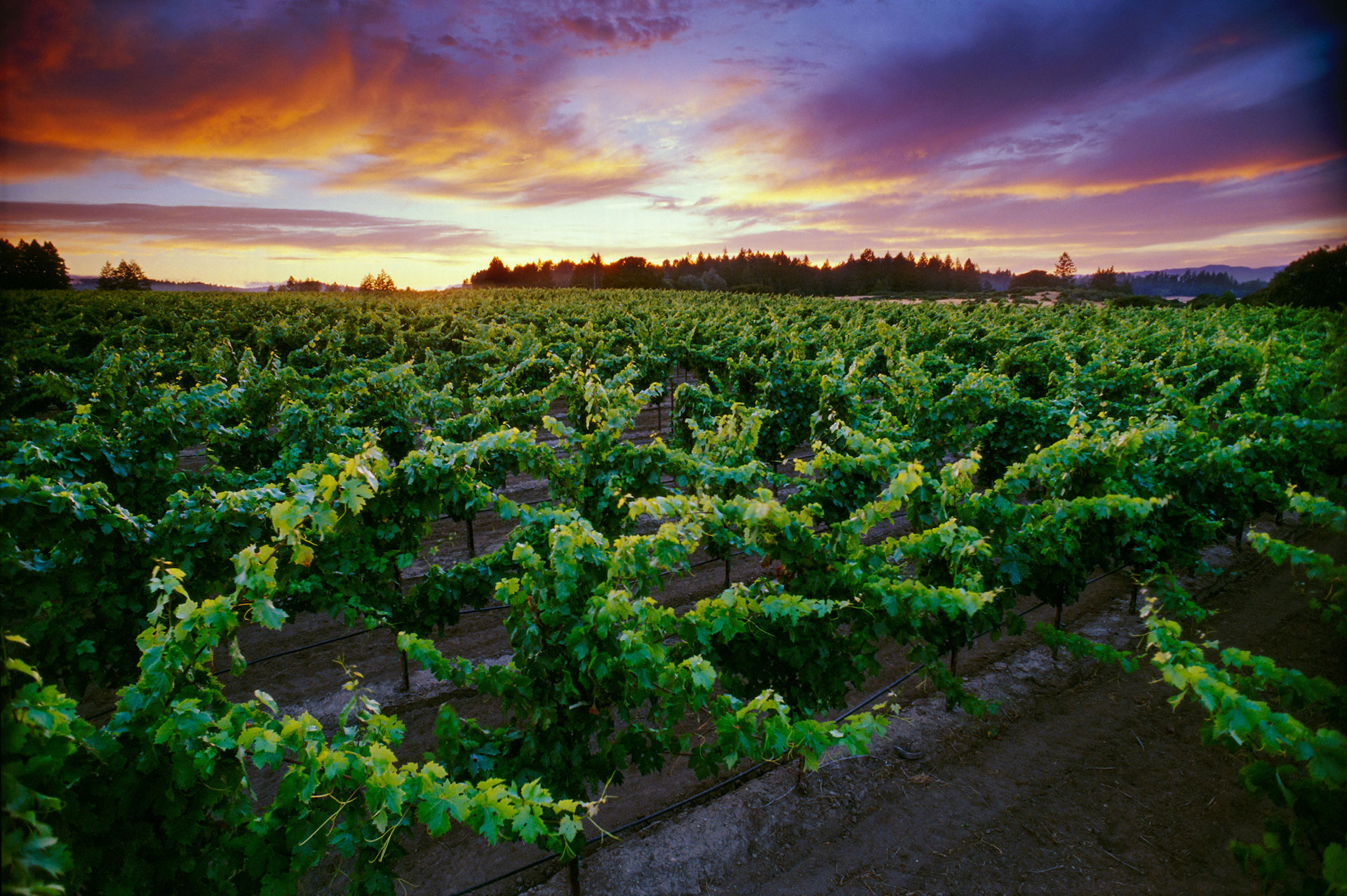 Vineyard at sunset