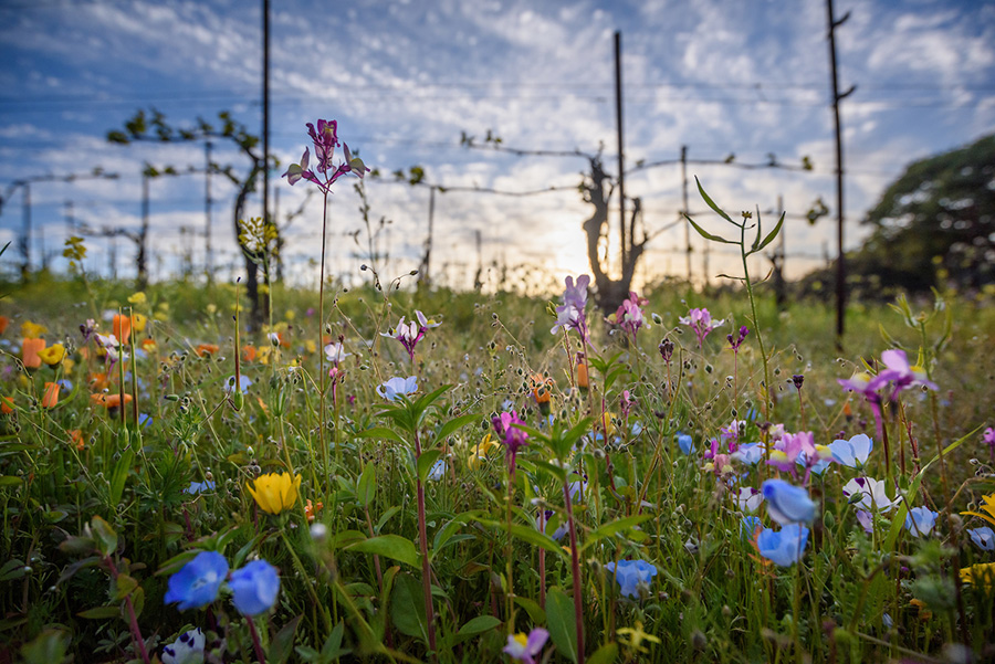 Wildflowers